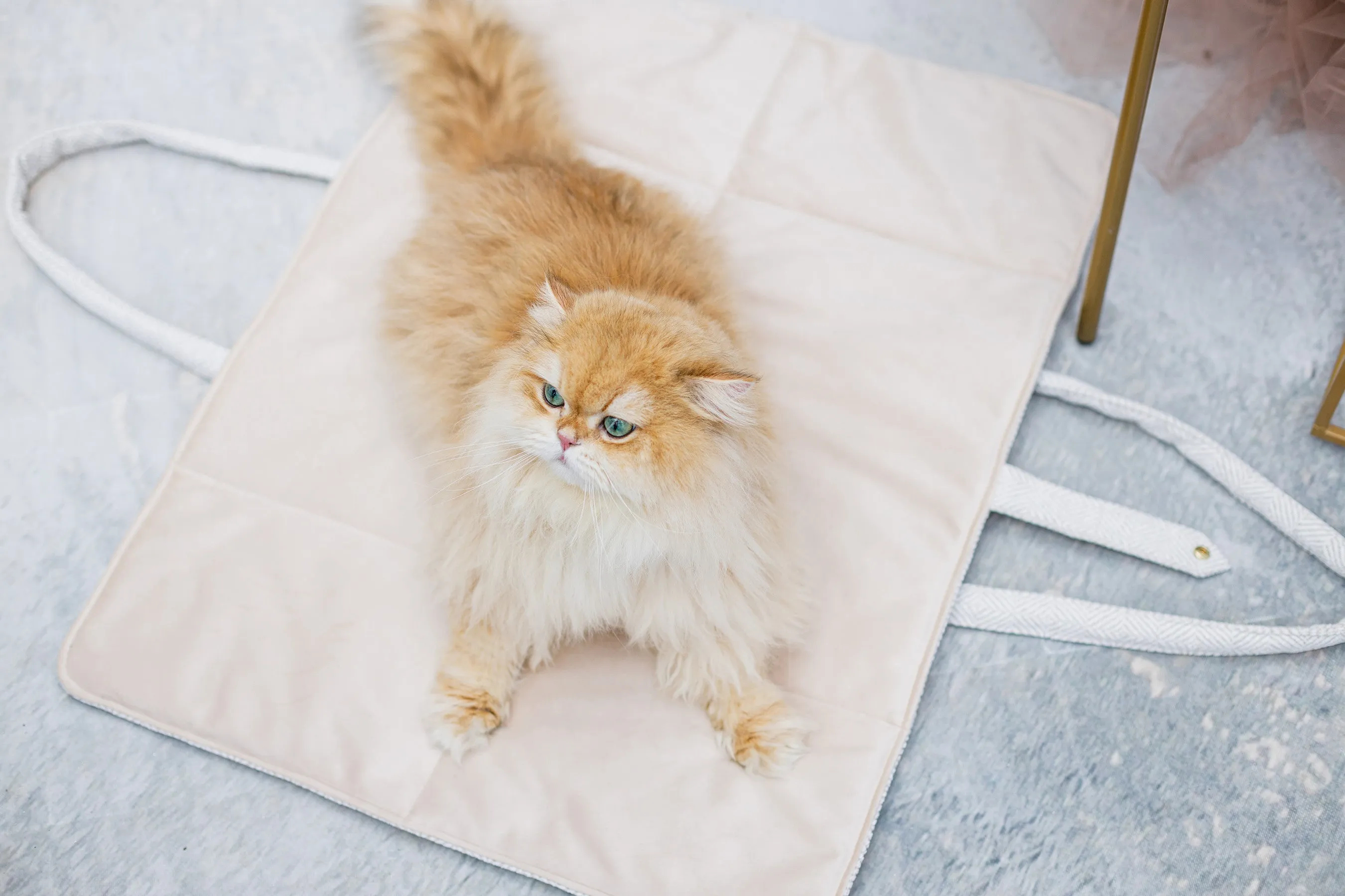 Oh Charlie Dog Travel Mat Florence