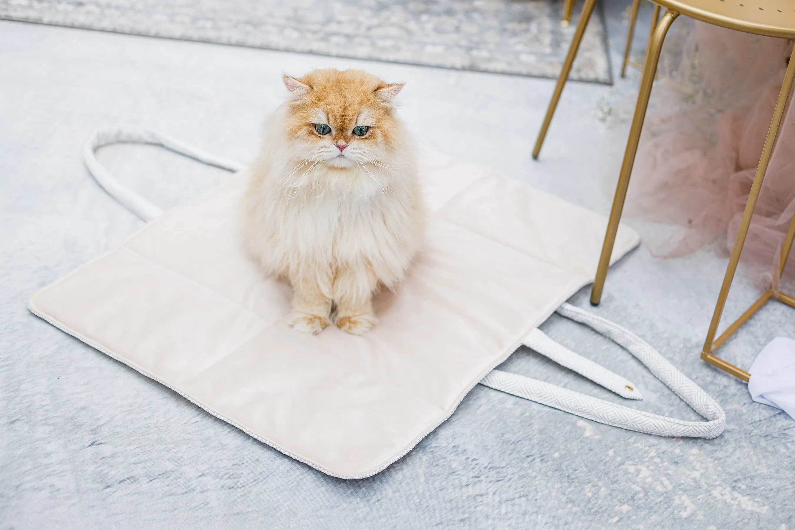 Oh Charlie Dog Travel Mat Florence